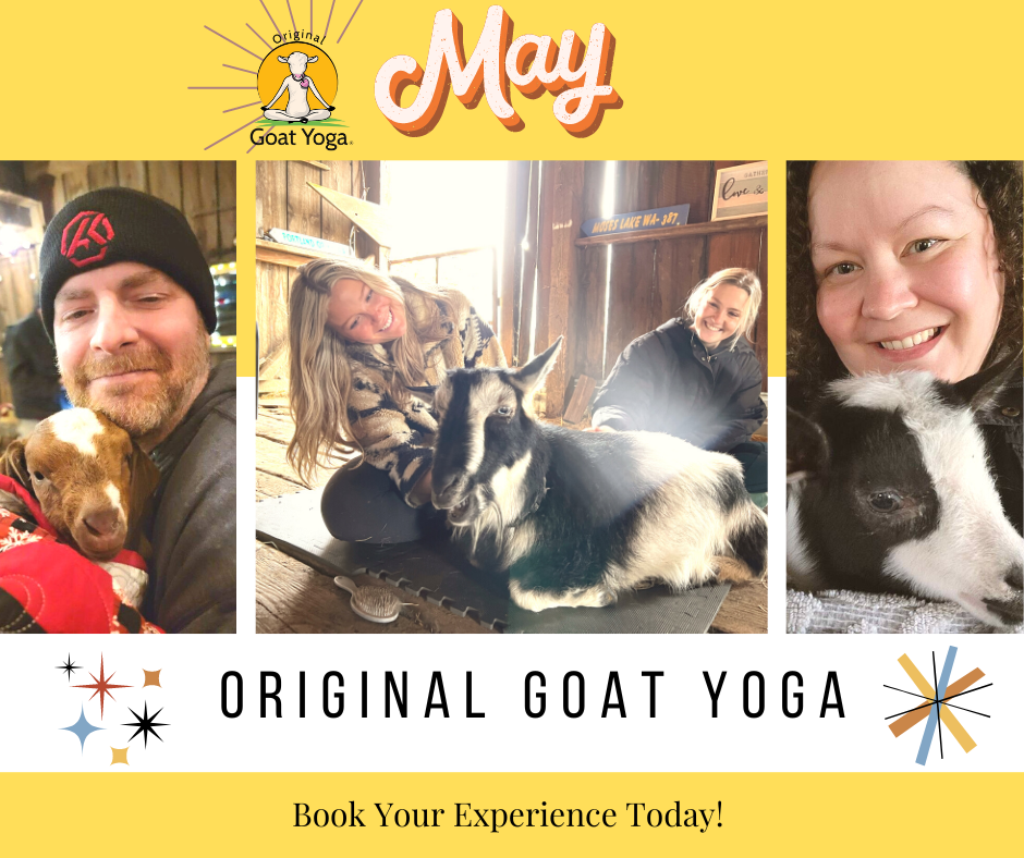 Original Goat Yoga Monroe May Classes